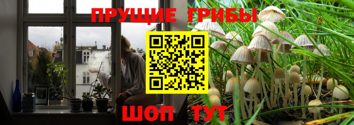 Псилоцибиновые грибы Psilocybe Губкин